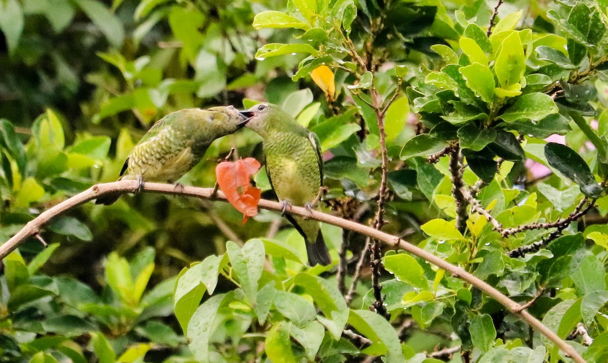 Терзина - ML648873761