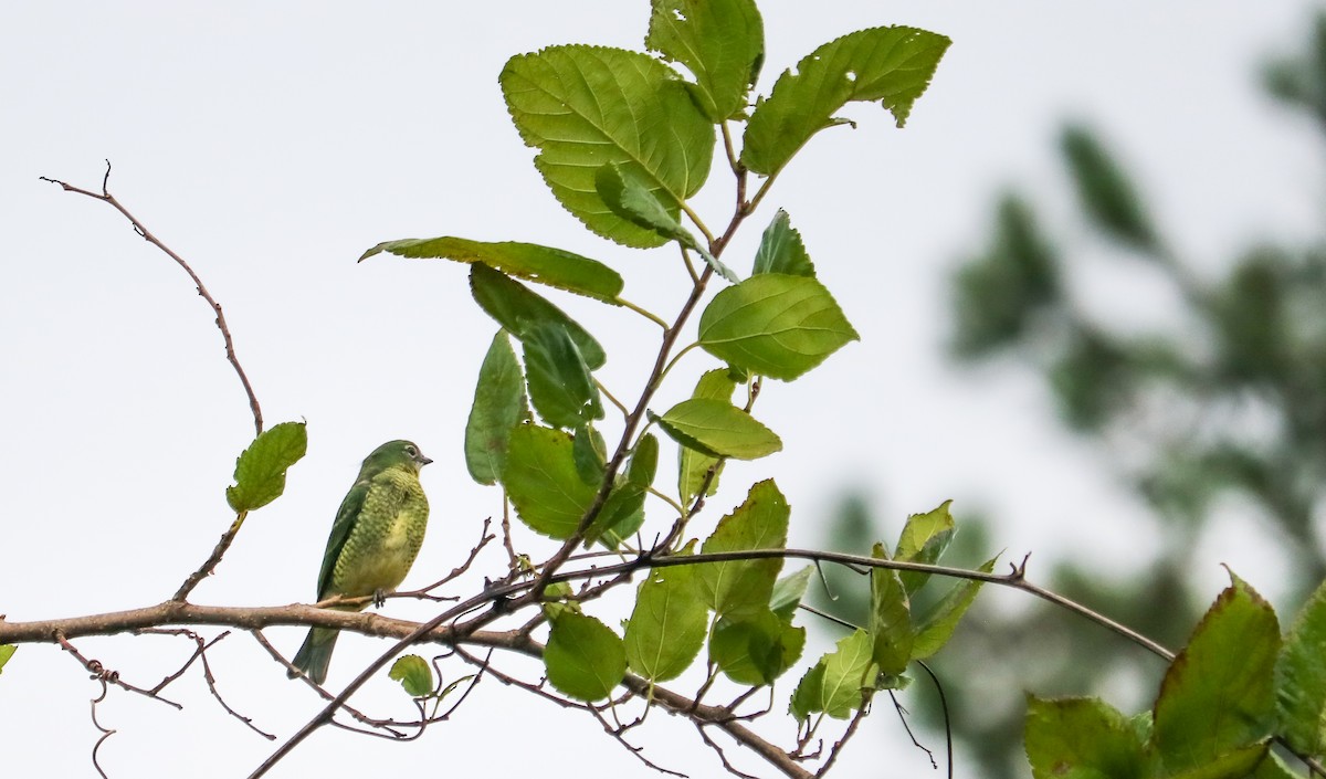 Терзина - ML648873762