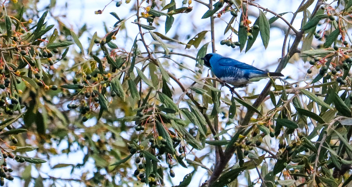 Терзина - ML648873764