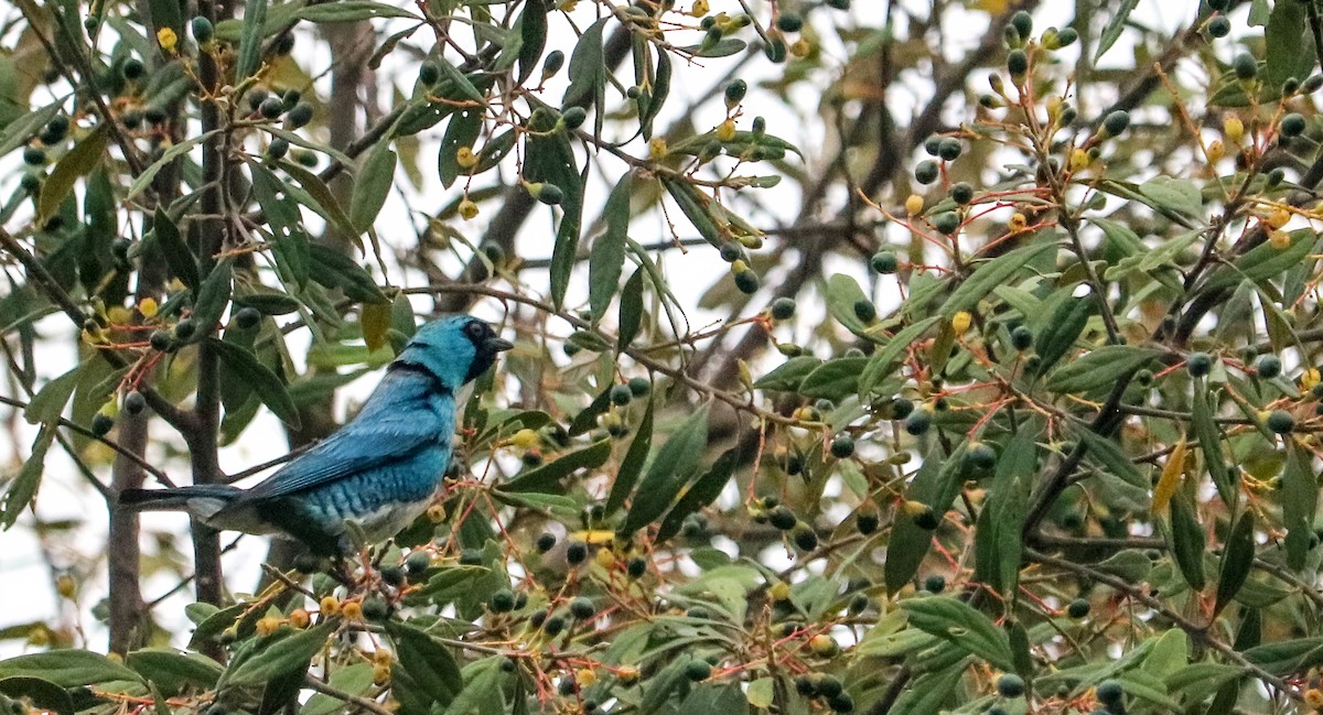 Терзина - ML648873765