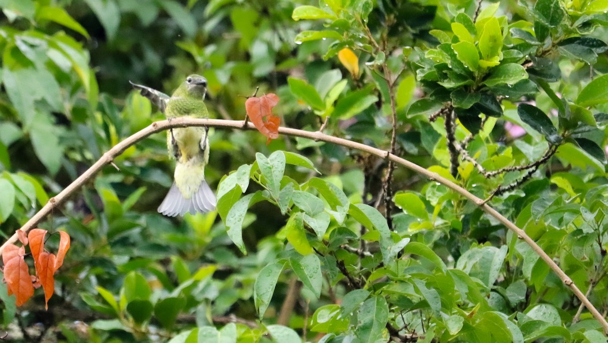 Терзина - ML648873766