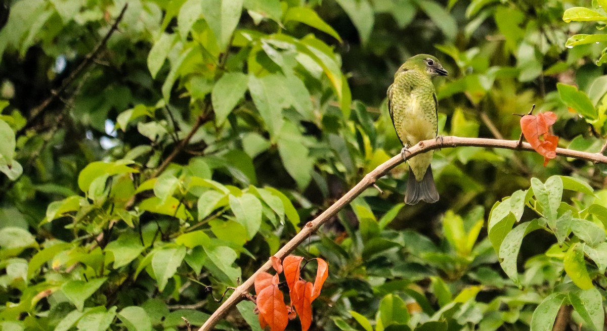 Терзина - ML648873767