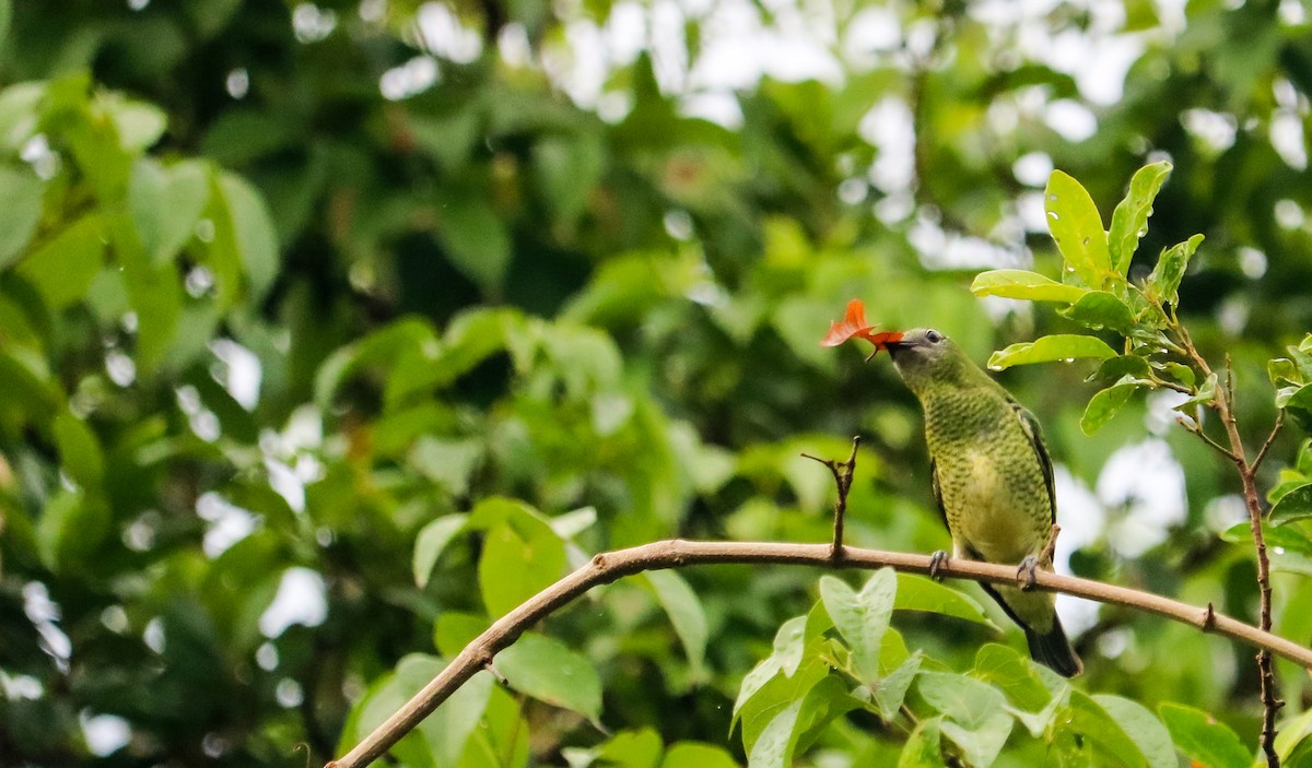 Терзина - ML648873768