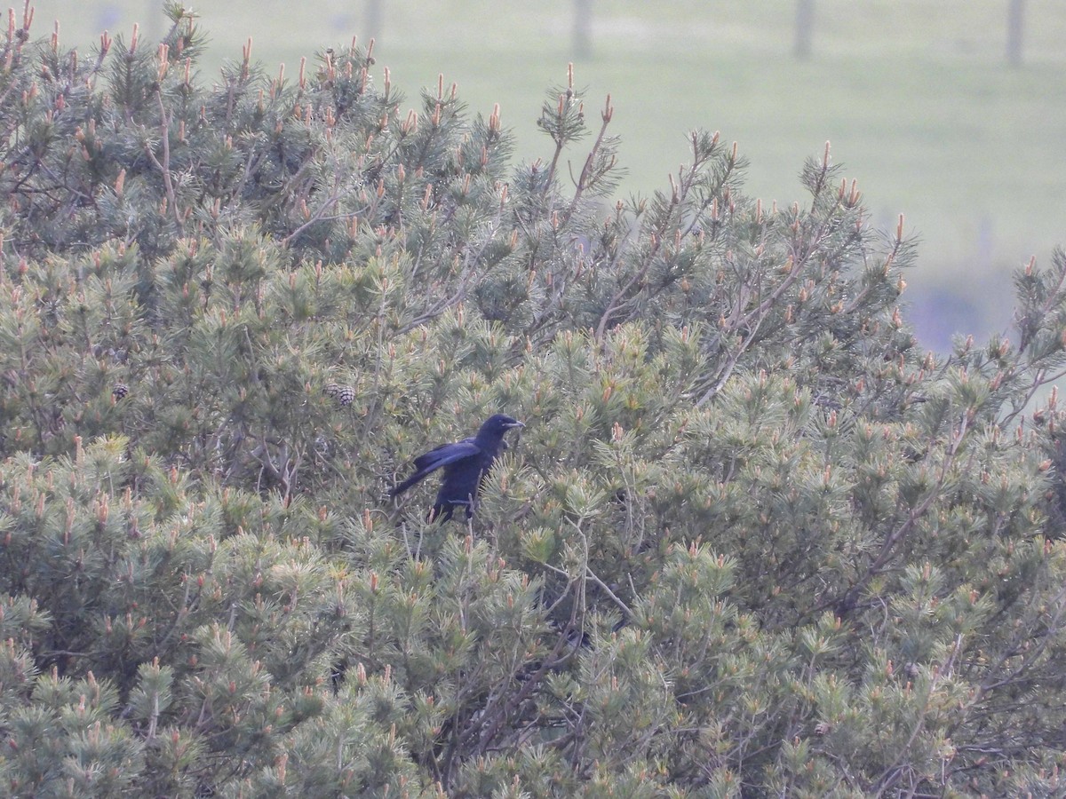 Грак - ML648873769