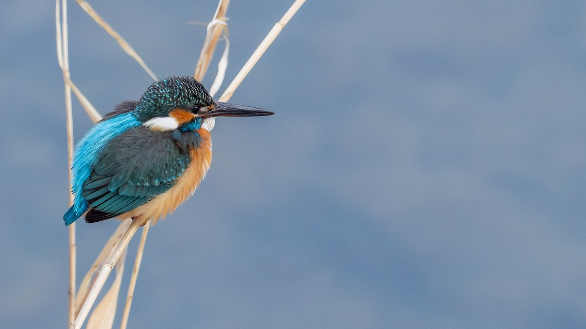 Рибалочка блакитний - ML648873770