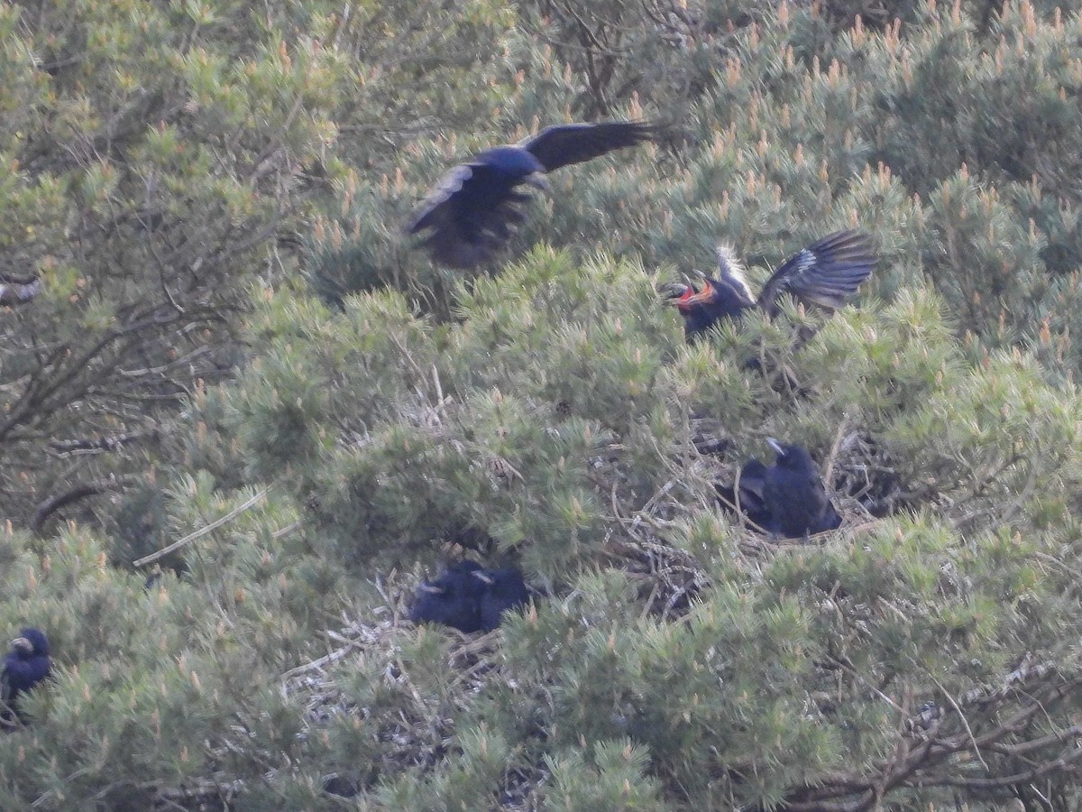 Грак - ML648873771