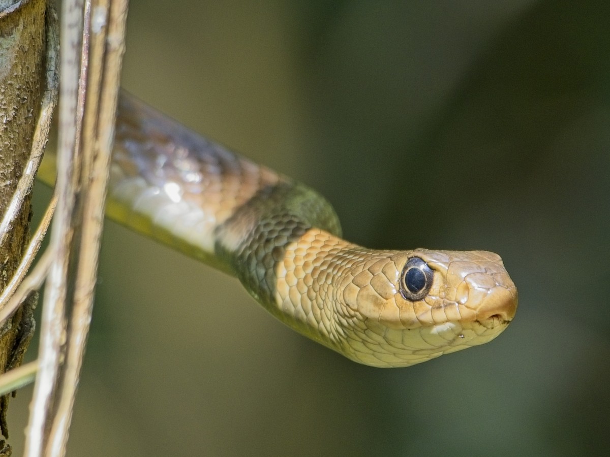 Animals - ML648873772