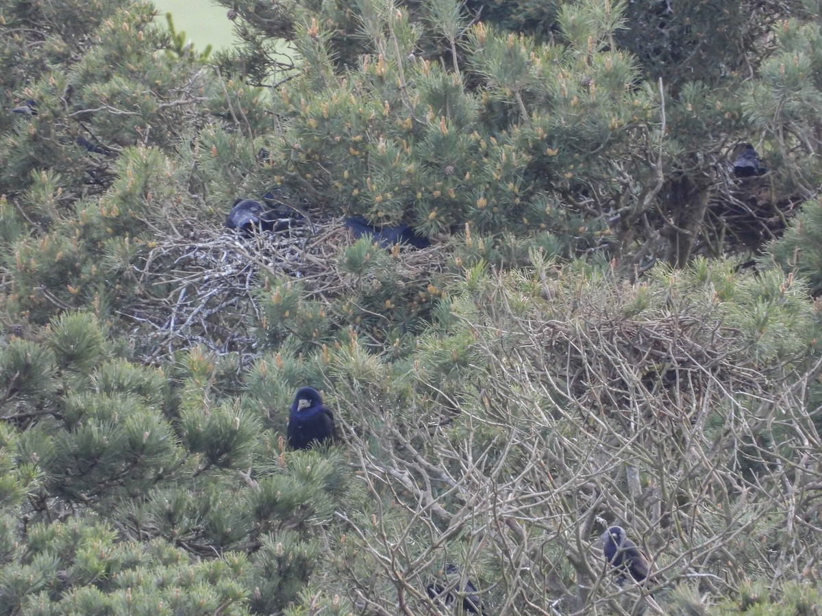 Грак - ML648873773