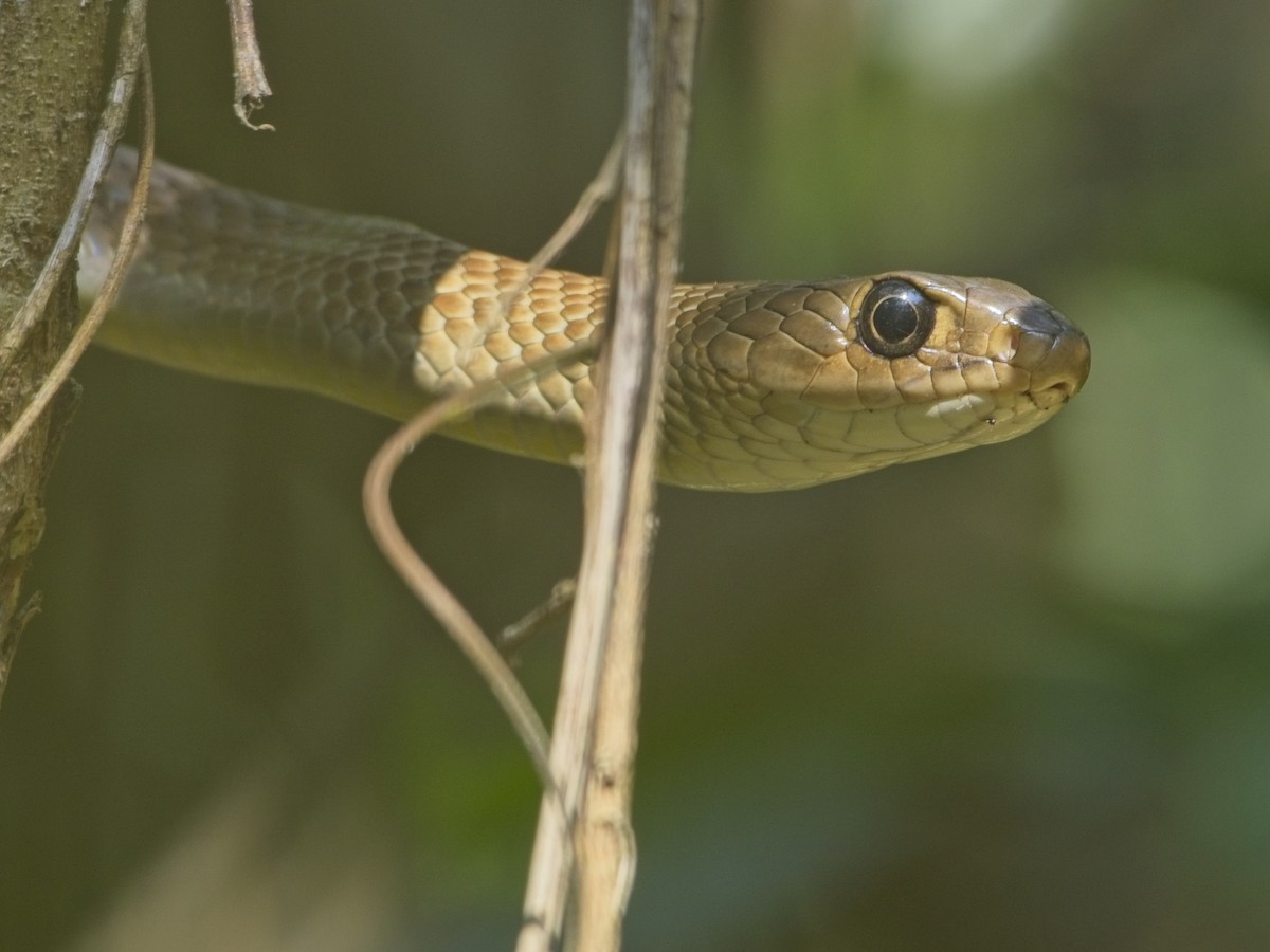 Animals - ML648873774