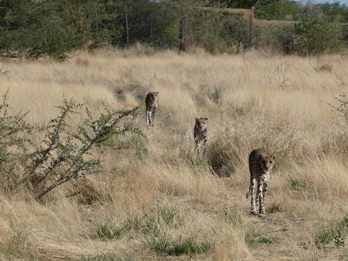 Animals - ML648873775