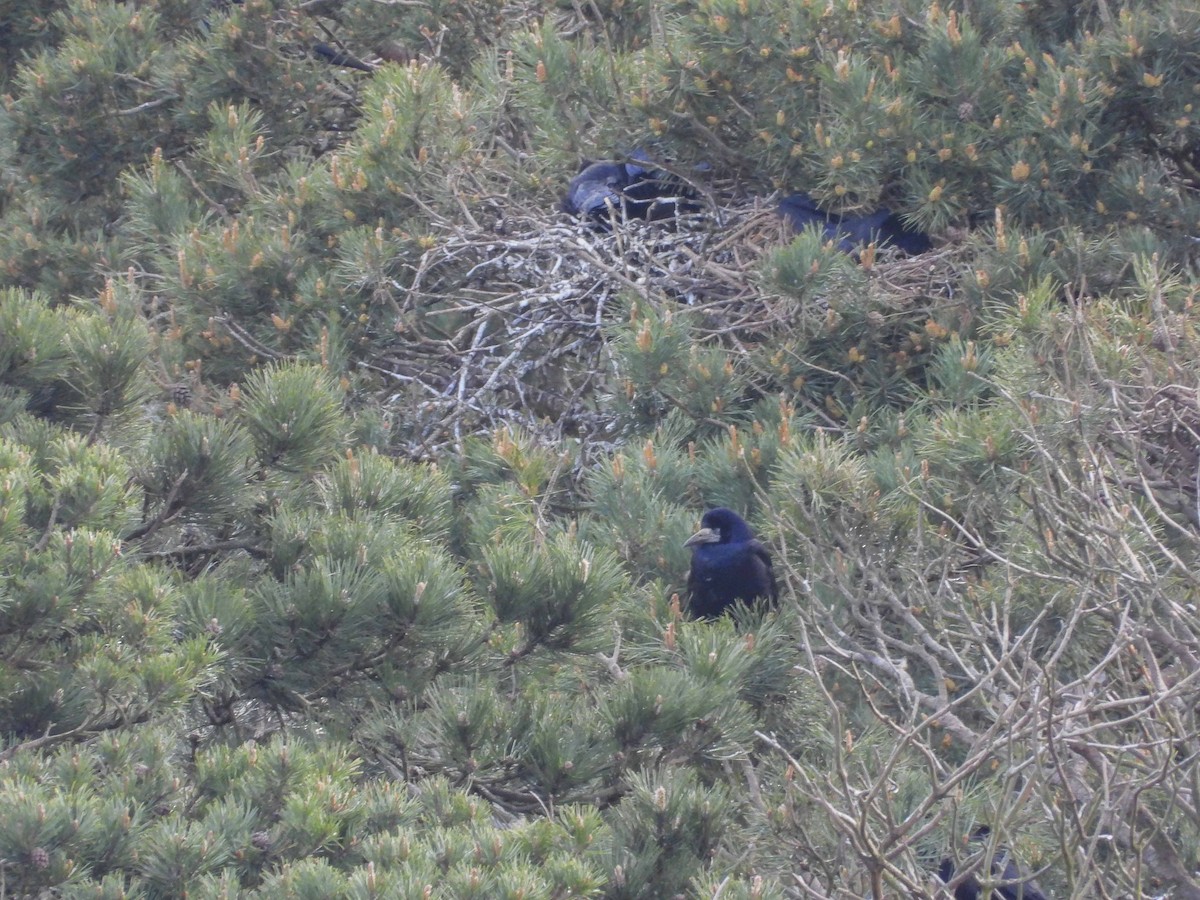 Грак - ML648873776