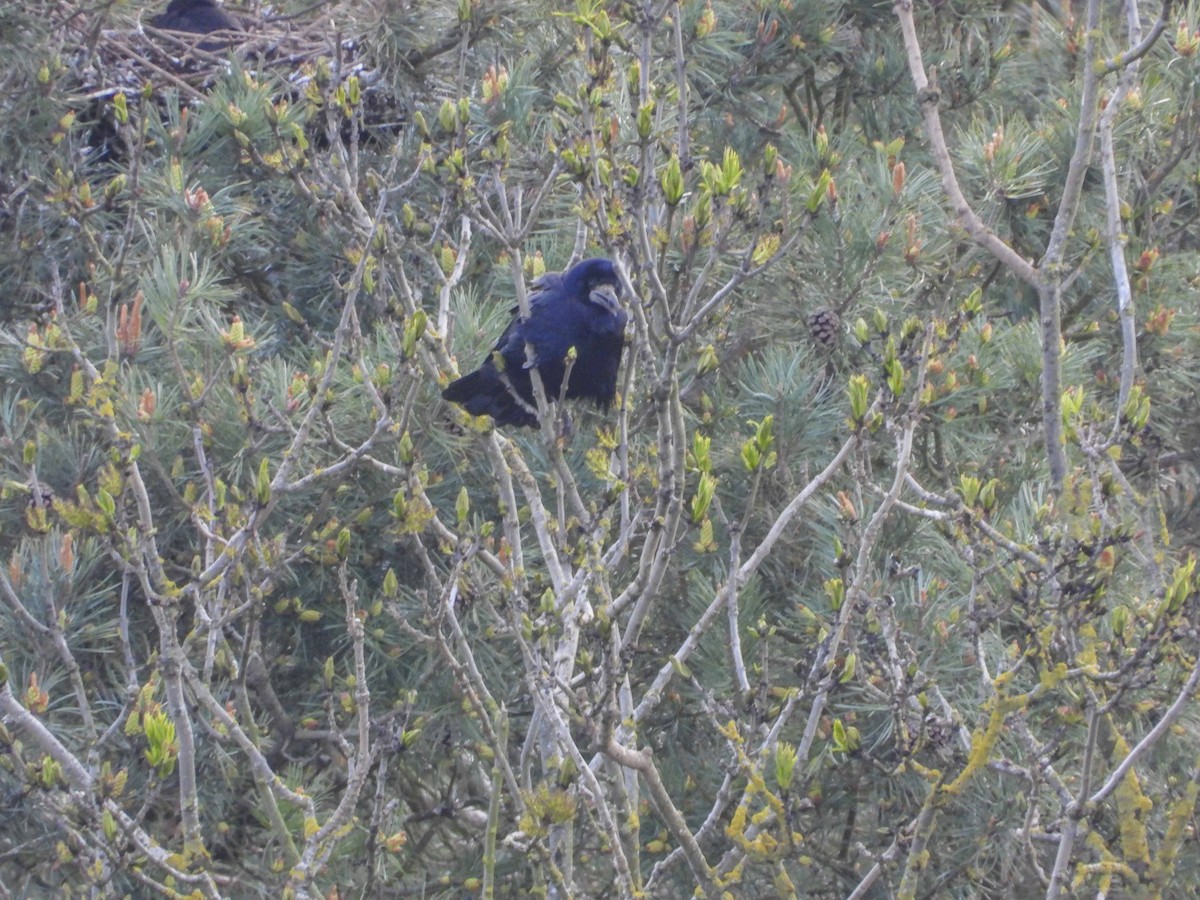 Грак - ML648873777