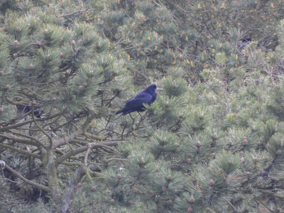 Грак - ML648873778