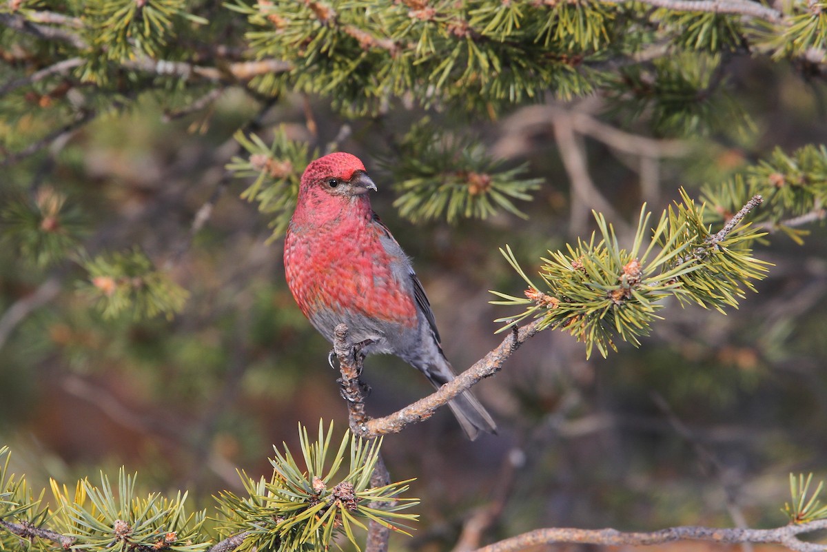 Pine Grosbeak - ML64887381