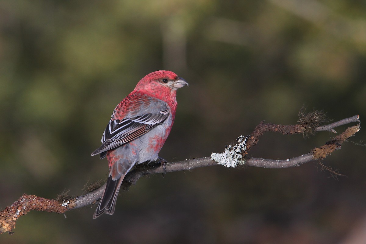 Pine Grosbeak - ML64887401