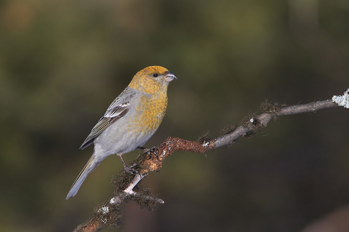 Pine Grosbeak - ML64887411