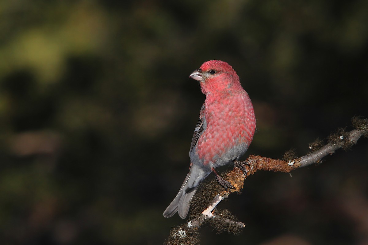 Pine Grosbeak - ML64887421