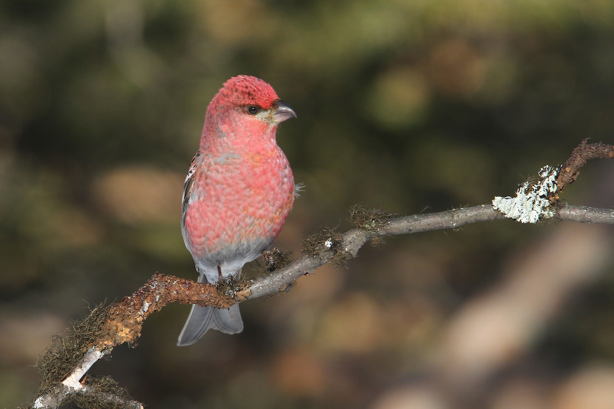 Pine Grosbeak - Christoph Moning