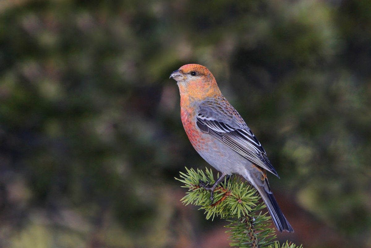 Pine Grosbeak - ML64887441