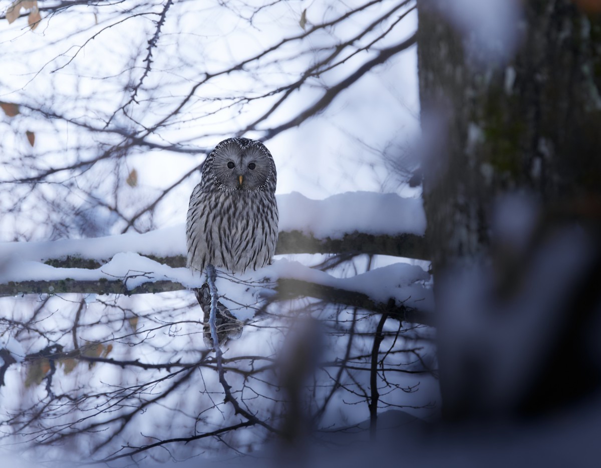 puštík bělavý - ML648874485