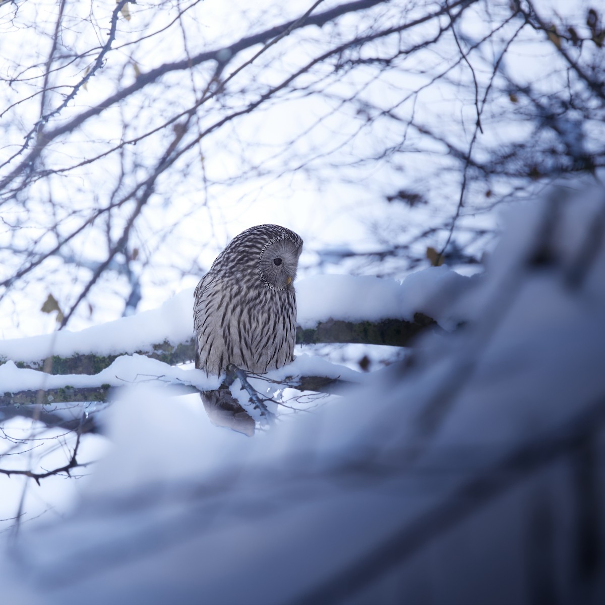 puštík bělavý - ML648874494