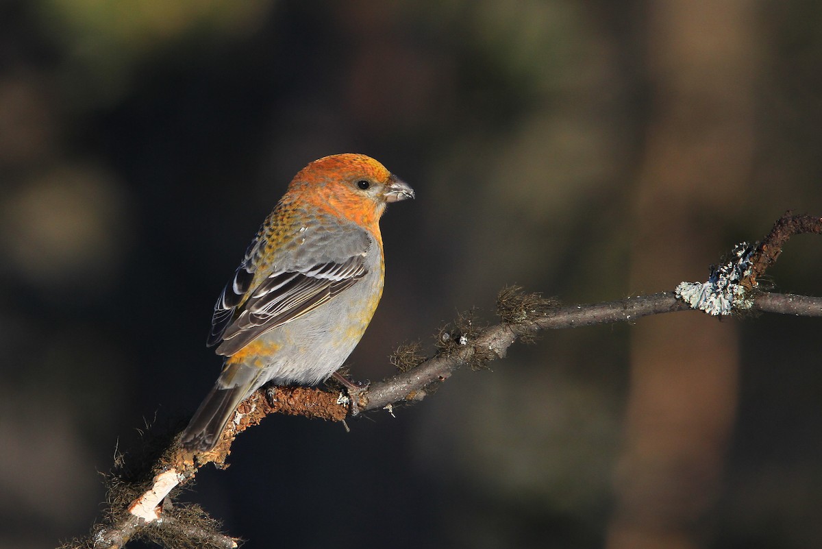 Pine Grosbeak - Christoph Moning