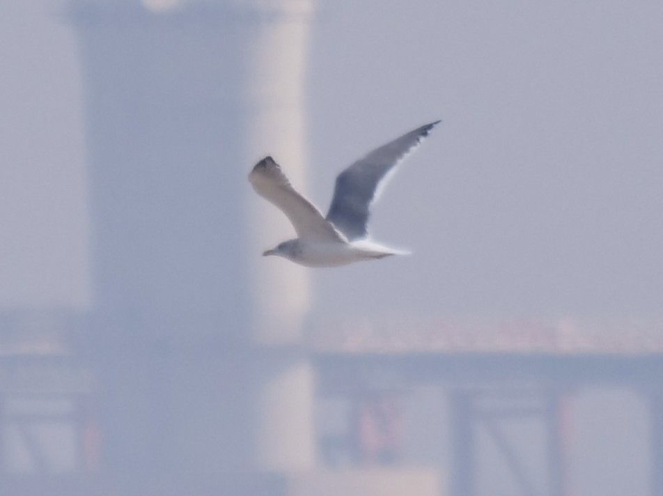 Lesser Black-backed Gull (taimyrensis) - ML648874583