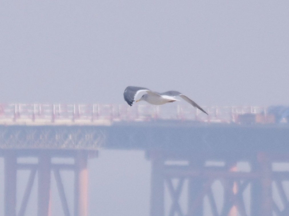 Lesser Black-backed Gull (taimyrensis) - ML648874584