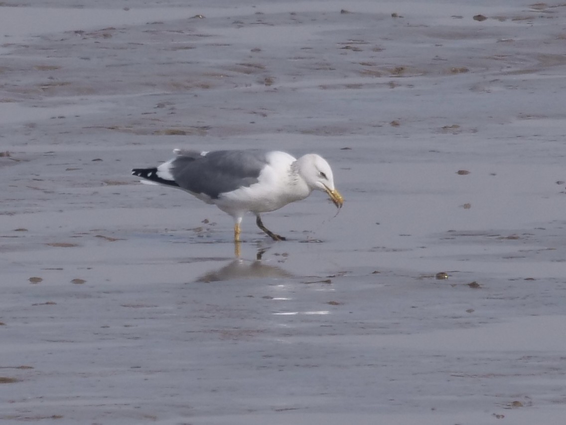 Lesser Black-backed Gull (taimyrensis) - ML648874586