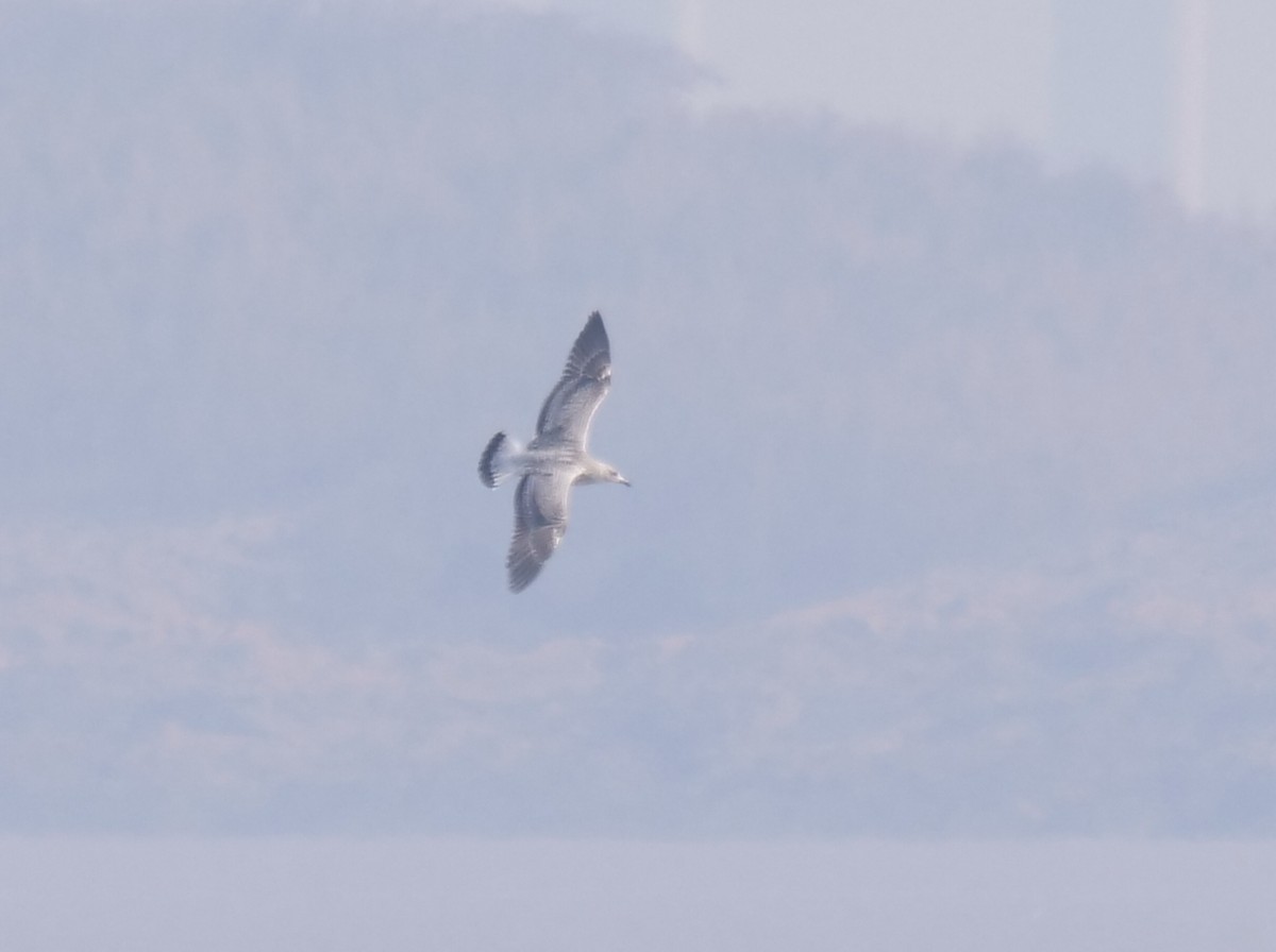 Lesser Black-backed Gull (taimyrensis) - ML648874587