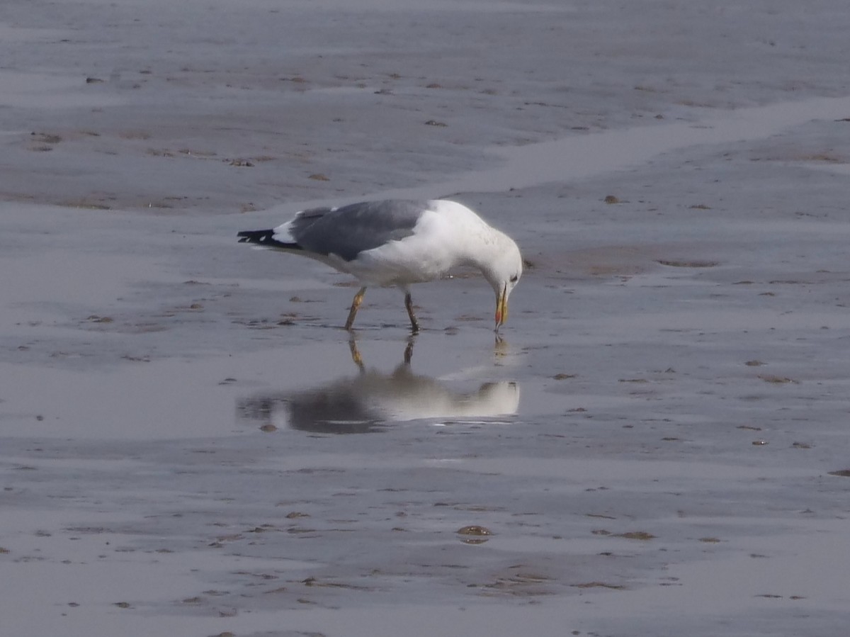 Lesser Black-backed Gull (taimyrensis) - ML648874588
