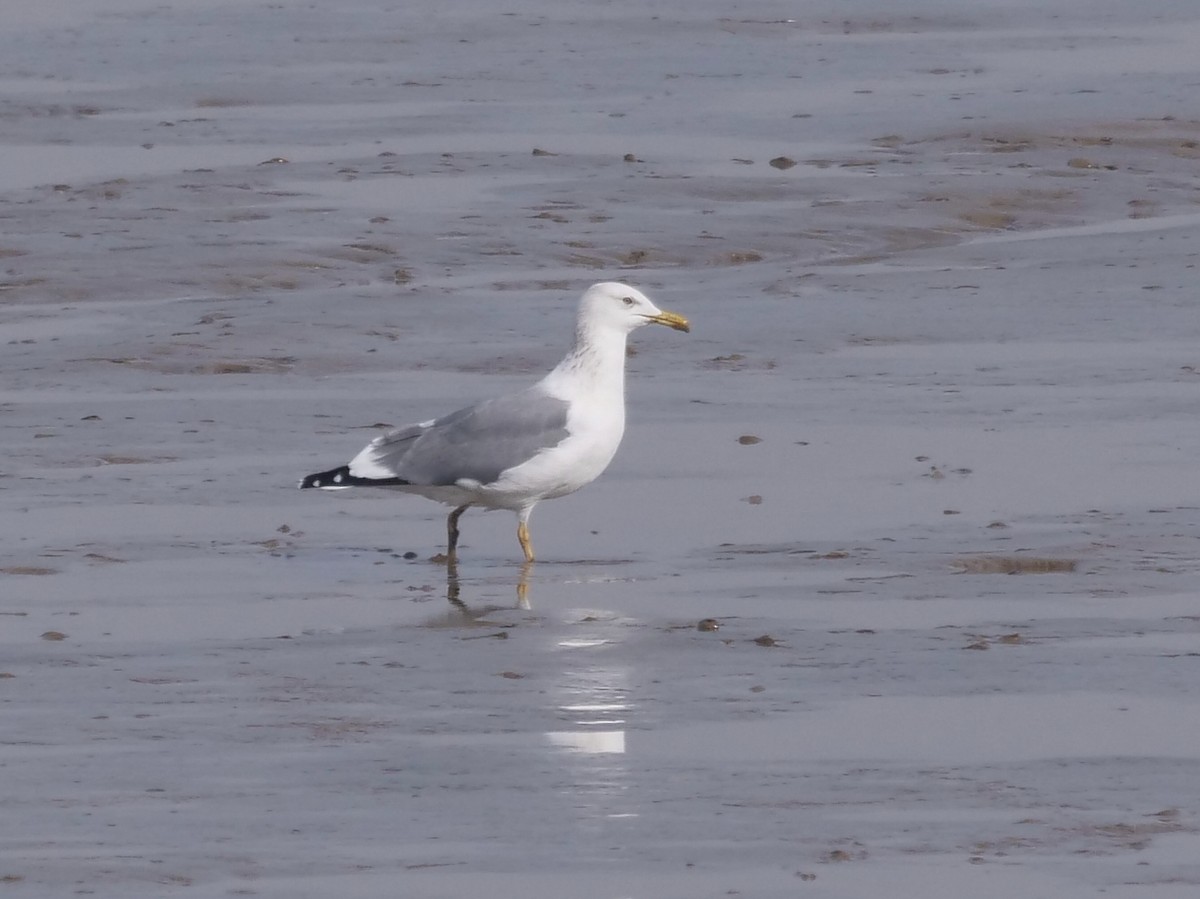 Lesser Black-backed Gull (taimyrensis) - ML648874590