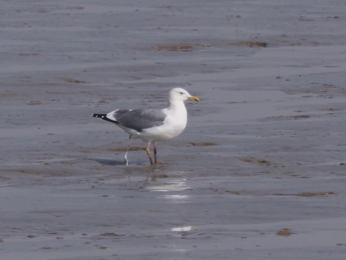 Lesser Black-backed Gull (taimyrensis) - ML648874591