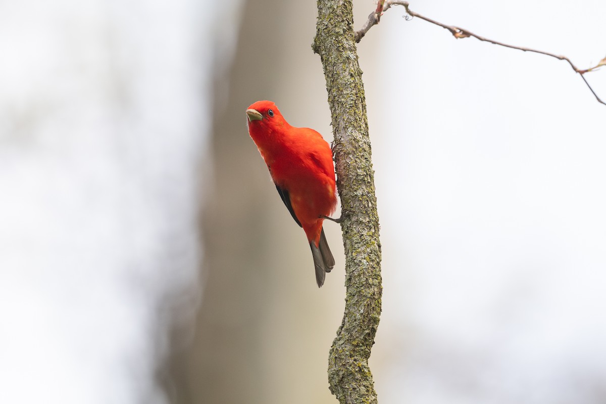 Scarlet Tanager - ML648874831