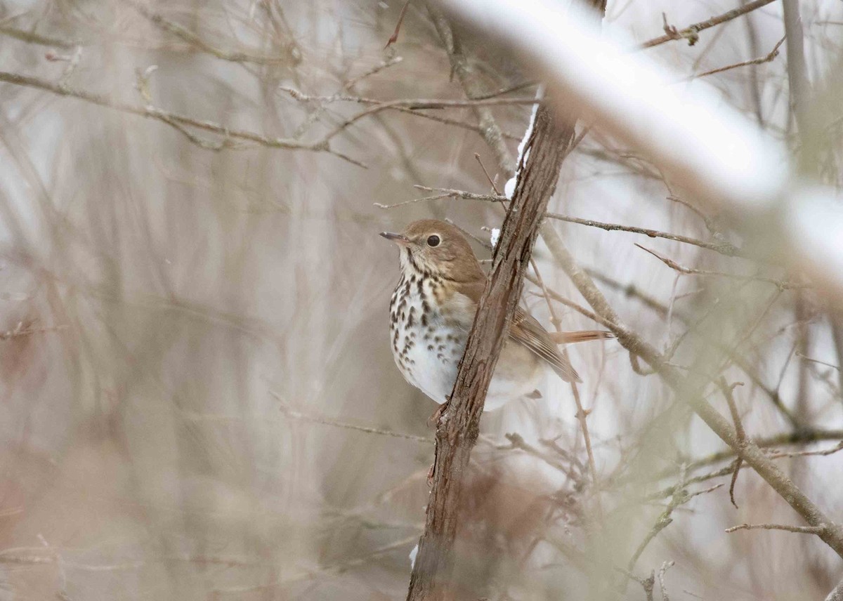 Hermit Thrush - ML648874833