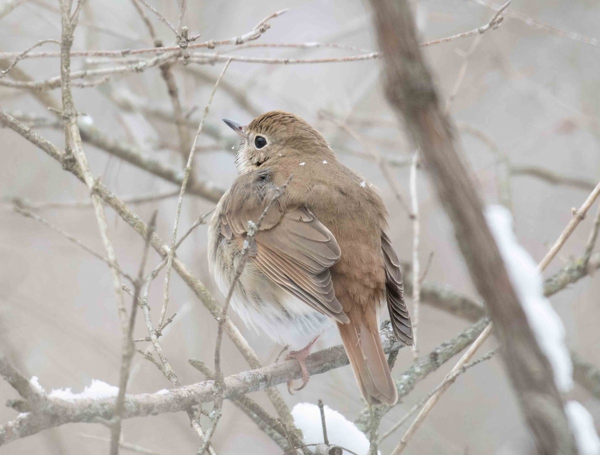 Hermit Thrush - ML648874834