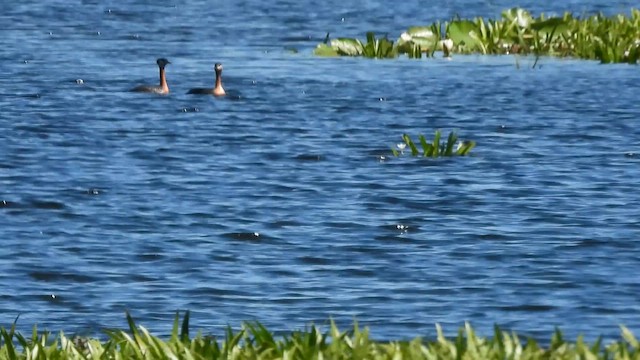 Murgil lepagorria - ML648874884