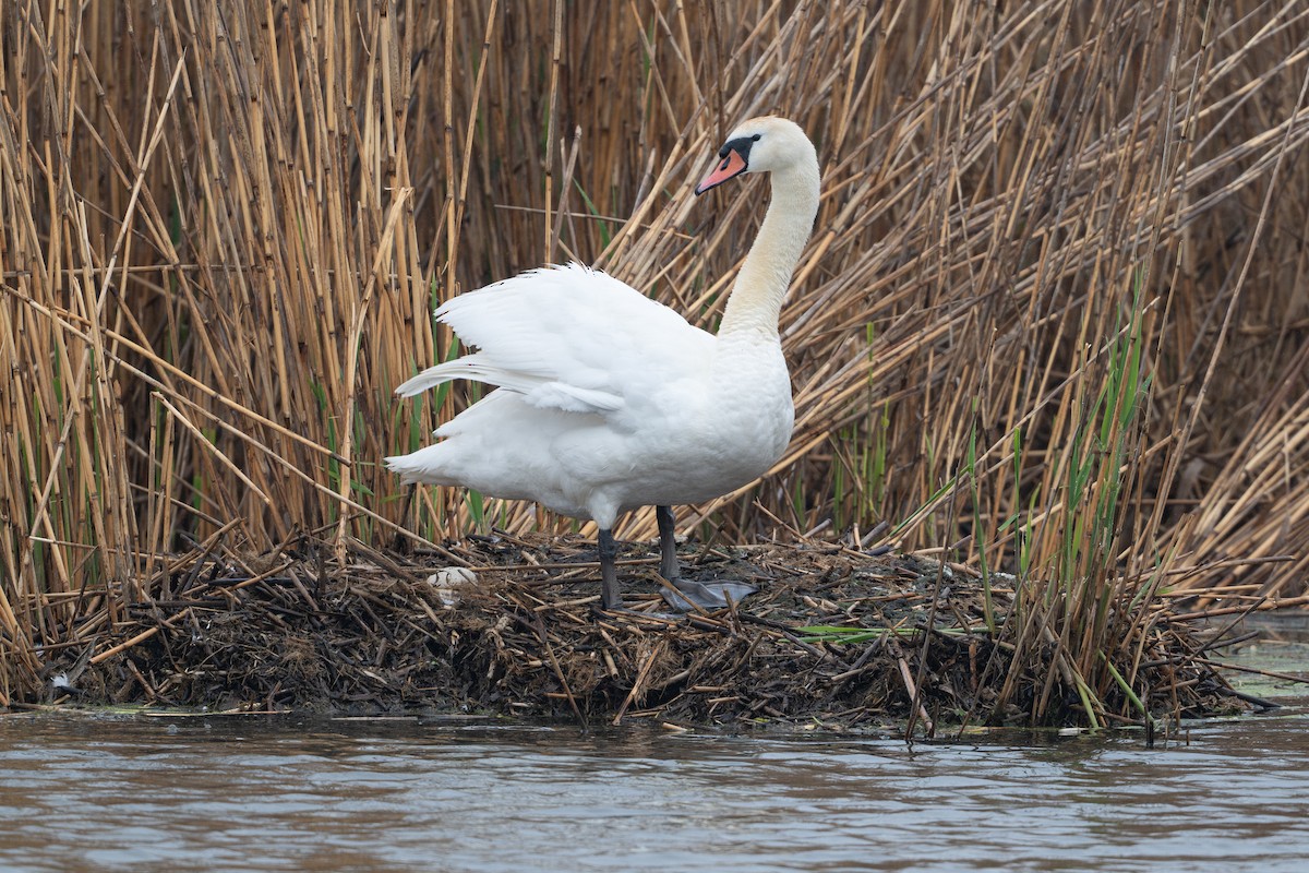 Cisne Vulgar - ML648874913