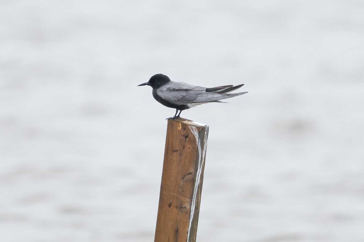 Fumarel Común - ML648874918