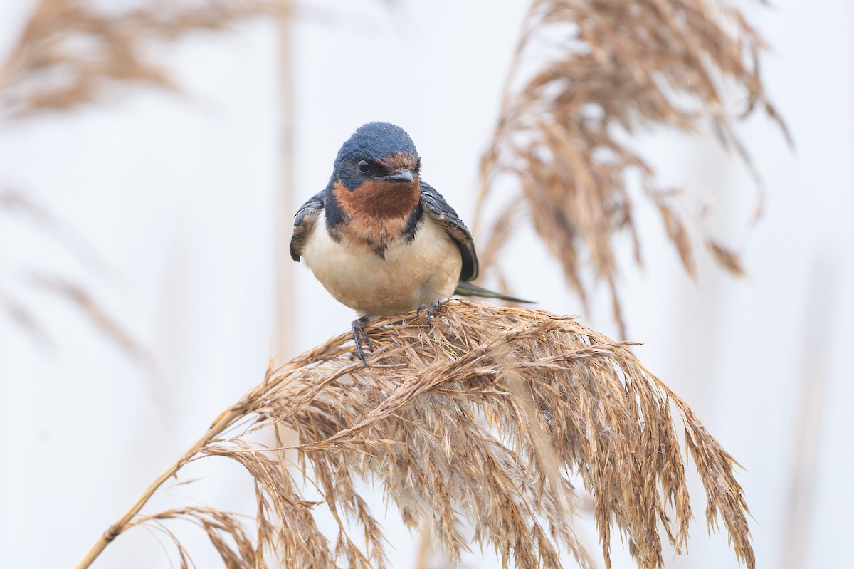 Golondrina Común - ML648874925