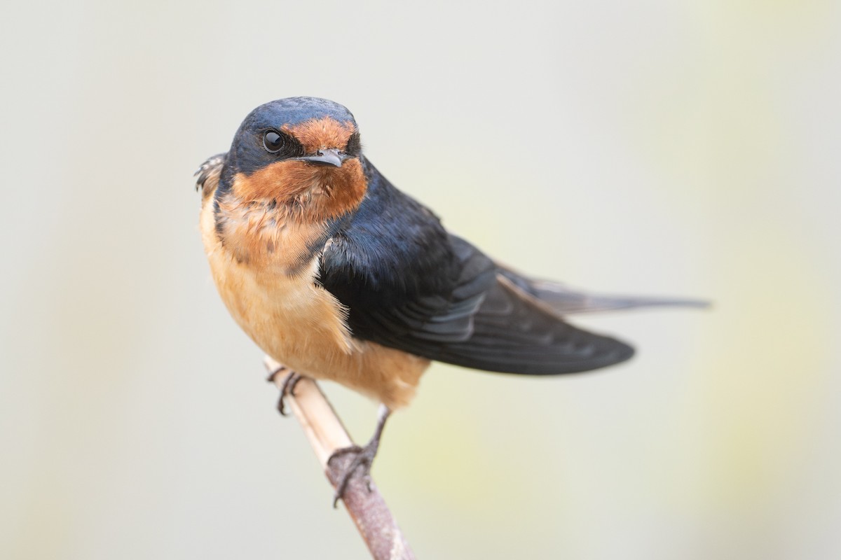 Golondrina Común - ML648874926