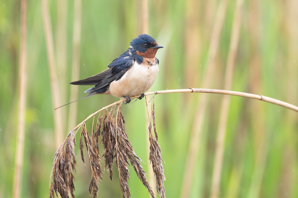 Golondrina Común - ML648874928