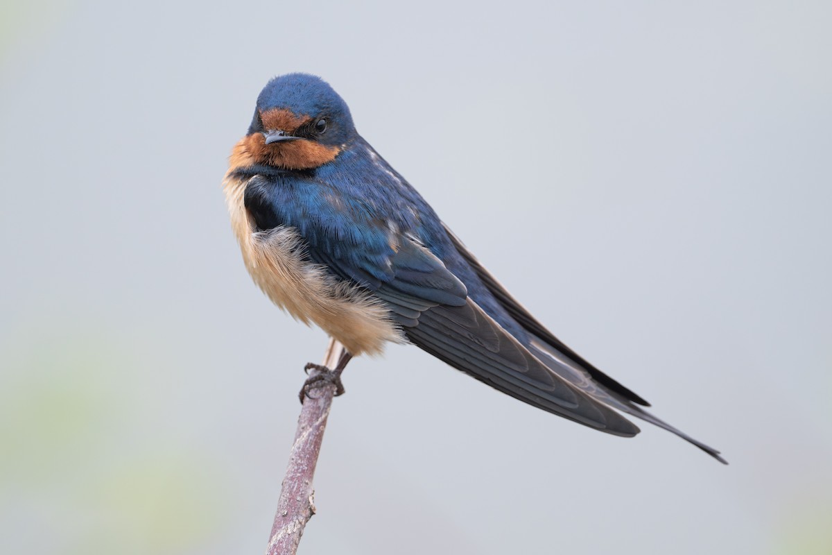 Golondrina Común - ML648874929