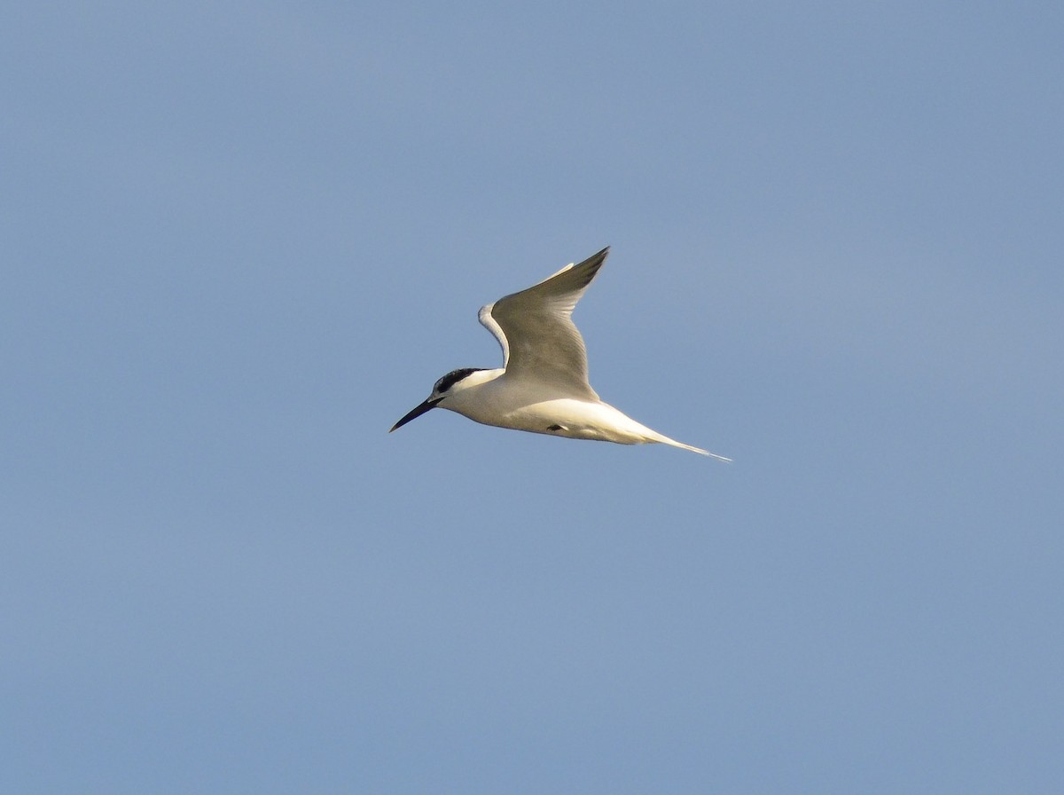 Charrán Patinegro - ML648874931