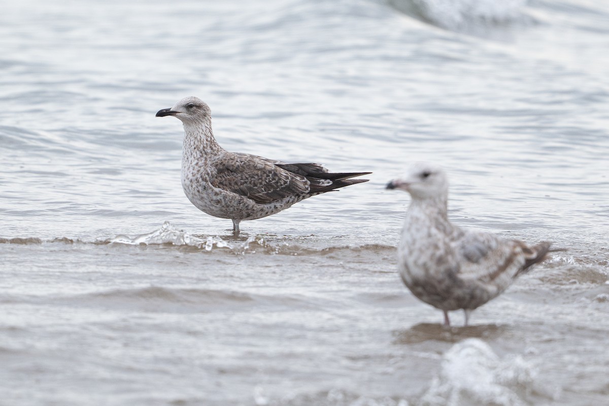 Lesser Black-backed Gull - ML648875029
