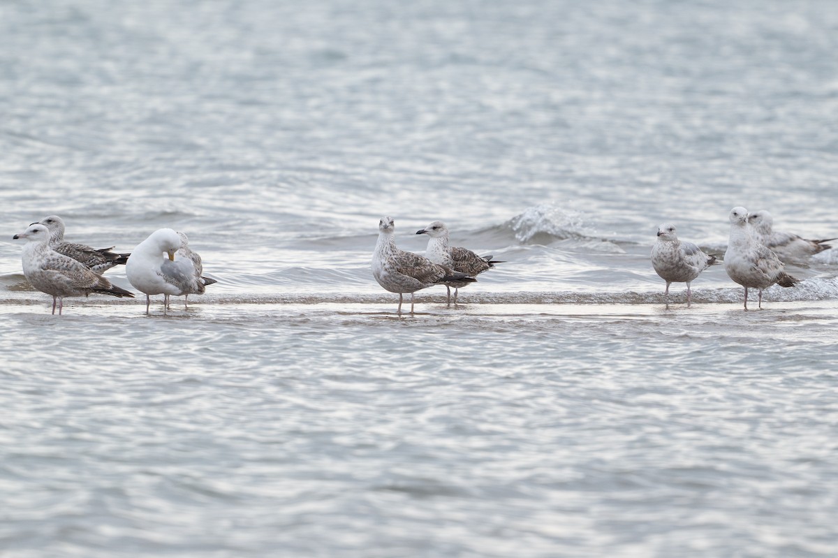 Lesser Black-backed Gull - ML648875030