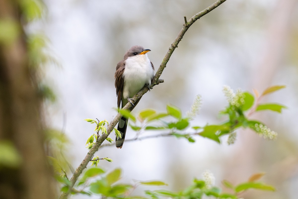 Yellow-billed Cuckoo - ML648875100