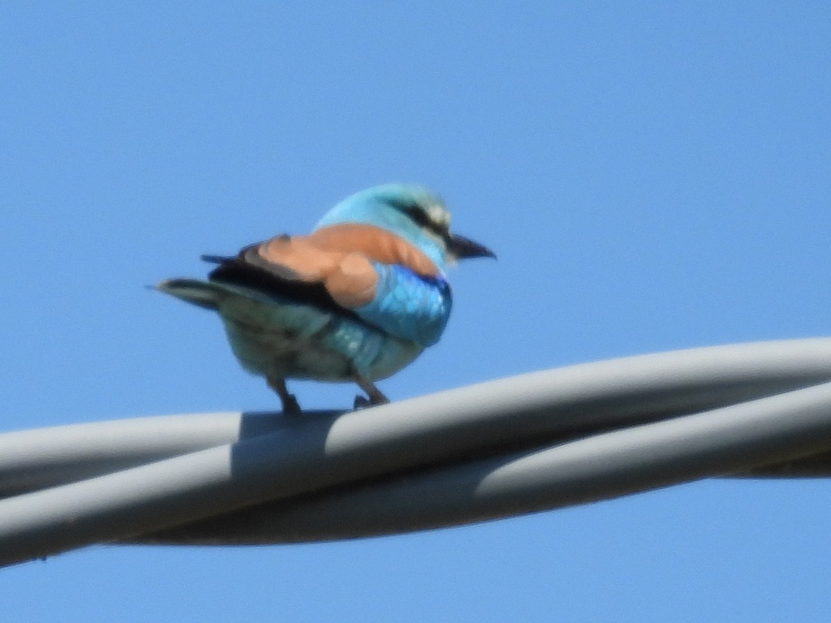 European Roller - ML648875109