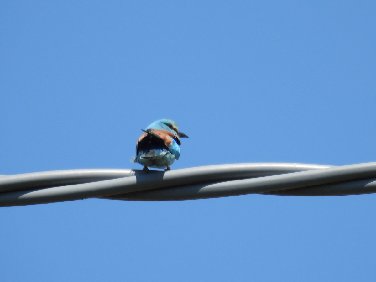 European Roller - ML648875110