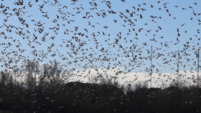 Lesser Black-backed Gull - ML648875473